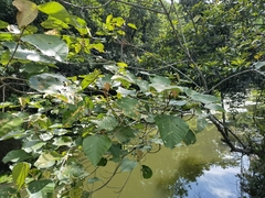 Macaranga denticulata