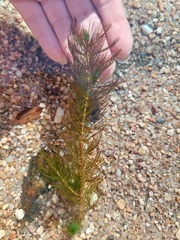 Myriophyllum quitense