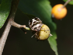Menida formosa