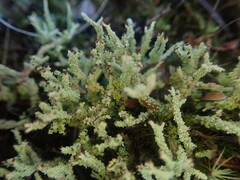 Cladonia imbricata