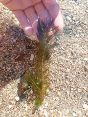 Myriophyllum quitense