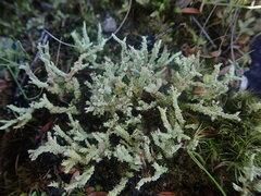 Cladonia imbricata
