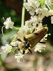 Lepturobosca