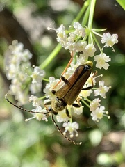 Lepturobosca