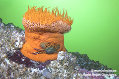 Allopetrolisthes spinifrons