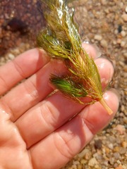 Myriophyllum quitense