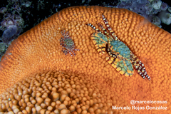 Allopetrolisthes spinifrons
