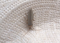 Copidita quadrimaculata