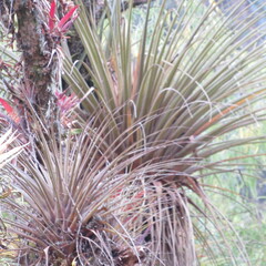 Tillandsia longifolia