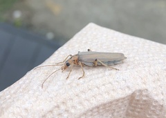 Copidita quadrimaculata