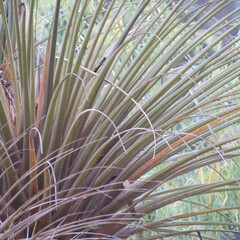 Tillandsia longifolia