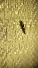 Agraylea multipunctata