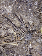 Centroctenus brevipes