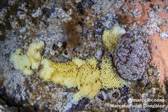 Concholepas concholepas