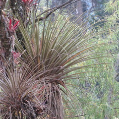 Tillandsia longifolia