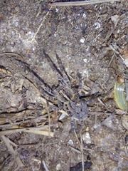 Centroctenus brevipes