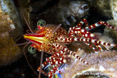 Rhynchocinetes typus