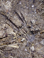 Centroctenus brevipes