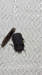 Bolitotherus cornutus