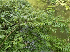 Woodfordia fruticosa