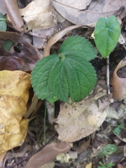 Elatostema rivulare
