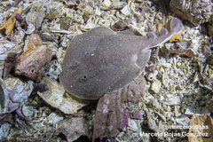 Discopyge tschudii