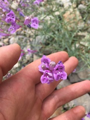 Penstemon sepalulus