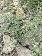 Penstemon sepalulus