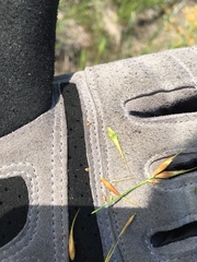 Rhynchospora corniculata