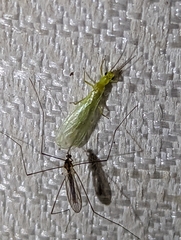 Alloperlini