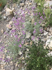 Penstemon sepalulus