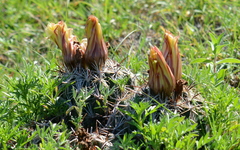 Coryphantha cornifera