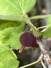 Ribes inerme