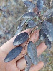 Sebastiania commersoniana