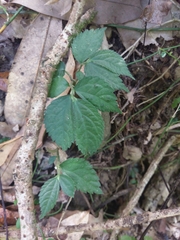 Elatostema rivulare