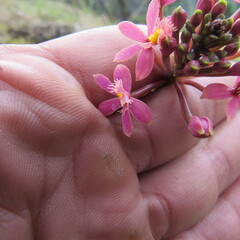 Epidendrum arachnoglossum