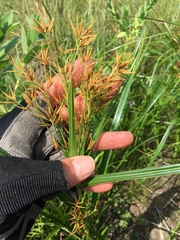 Rhynchospora corniculata