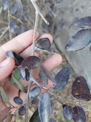 Sebastiania commersoniana