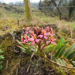 Epidendrum arachnoglossum