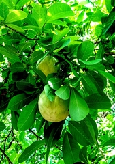 Annona macroprophyllata