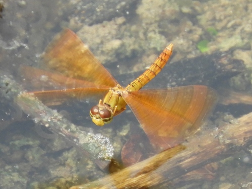 Mexican Amberwing (Perithemis intensa), a species recorded in Arizona