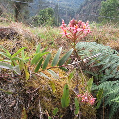 Epidendrum arachnoglossum