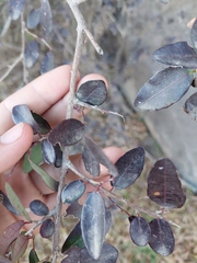 Sebastiania commersoniana