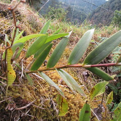 Epidendrum arachnoglossum