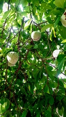 Annona macroprophyllata