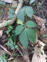 Elatostema rivulare