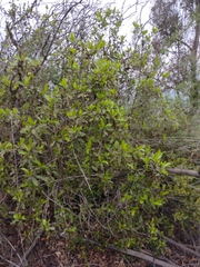 Escallonia pulverulenta