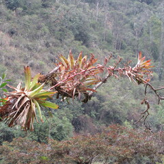 Tillandsia tovarensis