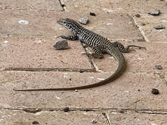 Aspidoscelis tesselatus