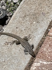 Aspidoscelis tesselatus